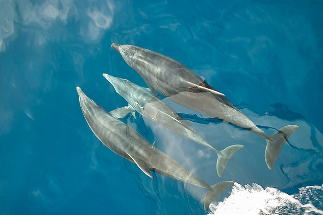 Dolphins Lanzarote